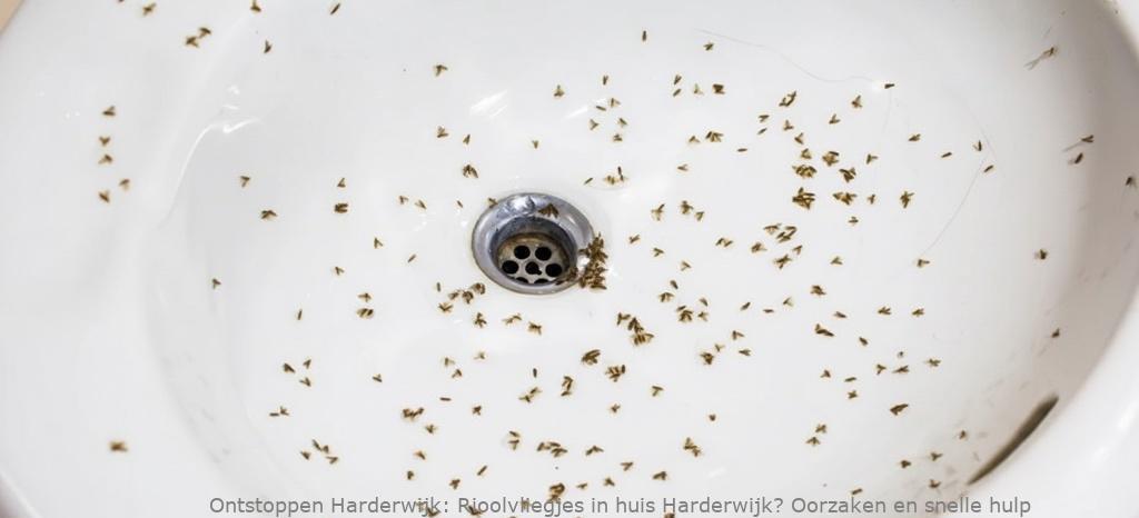 Rioolvliegjes in huis Harderwijk? Oorzaken en snelle hulp